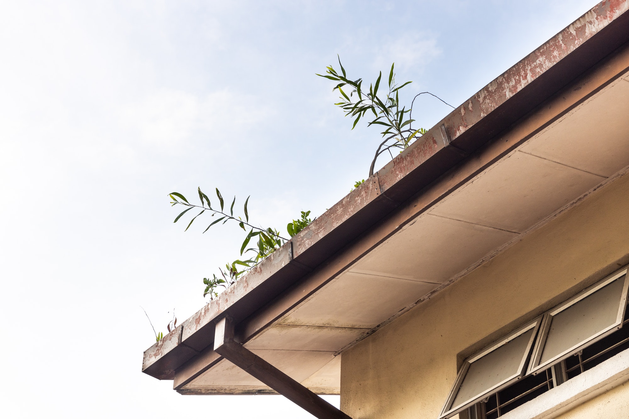 Clogged roof rain gutter full of dry leaf and plant growing in it with blue sky